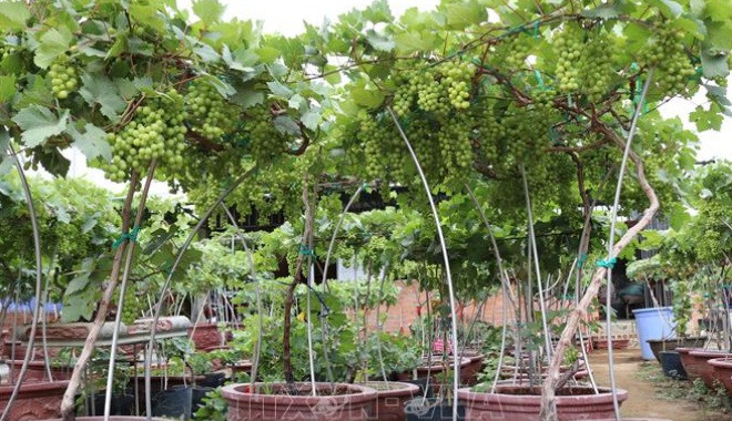 Với số lượng gần 50 chùm quả, chậu nho kiểng này được xếp vào hàng "siêu phẩm". Ảnh: TTXVN.