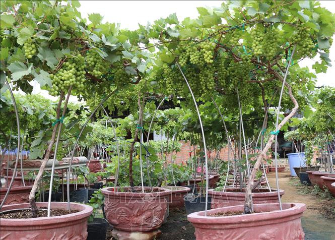 Nho cảnh được cắt ghép tỉ mỉ, mỗi cây cao từ 80 đến 120 cm, bán kính vành đai nho có chùm quả xòe rộng từ 60 đến 90 cm. Ảnh: TTXVN.