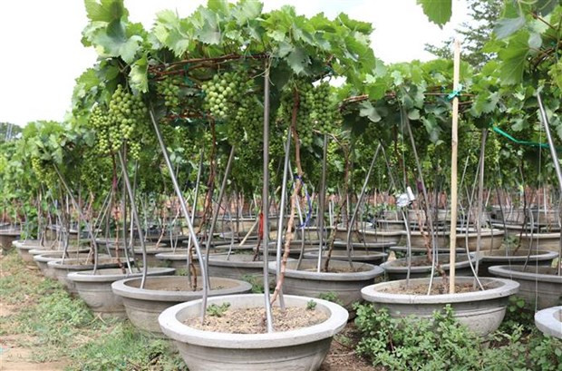 Cây nho nhỏ xíu nhưng trĩu quả khiến khách hàng thích thú. Ảnh: TTXVN.