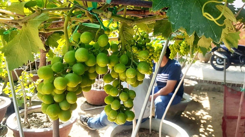 Hết tết, các gia đình có thể chăm lại trong chậu, hoạt mang ra tận dụng trồng nho tại vườn nhà, trồng xuống đất để leo giàn lấy quả, tạo bóng mát. Ảnh: Lao động.