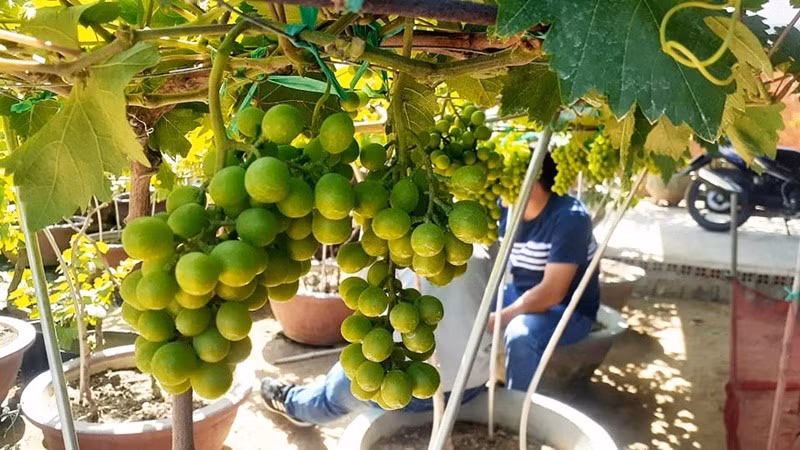 Hết tết, các gia đình có thể chăm lại trong chậu, hoạt mang ra tận dụng trồng nho tại vườn nhà, trồng xuống đất để leo giàn lấy quả, tạo bóng mát. Ảnh: Lao động.
