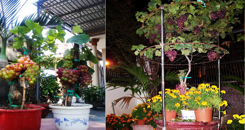 Nho kiểng được nhiều khách hàng chơi trong dịp Tết bởi ngoài tính thẩm mỹ, nho cảnh còn chơi được lâu lại dễ chăm sóc. Ảnh: Lao động.