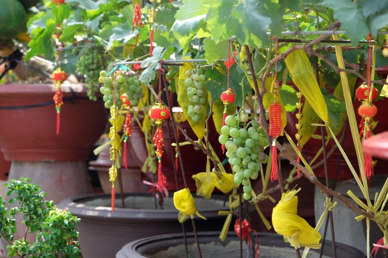 Mặc dù không phải mới nhưng năm nay nho kiểng vẫn được người tiêu dùng ưa chuộng trong dịp Tết Nguyên đán. Ảnh: Plo