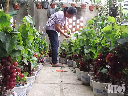 Nho cảnh được trồng tại các nhà vườn ở Ninh Thuận. Ảnh: Baoninhthuan. Video: Độc đáo quất bonsai. Nguồn: VTC14.