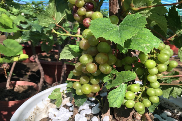 Mỗi chậu nho kiểng có giá dao động từ 3-10 triệu đồng. Ảnh: Plo