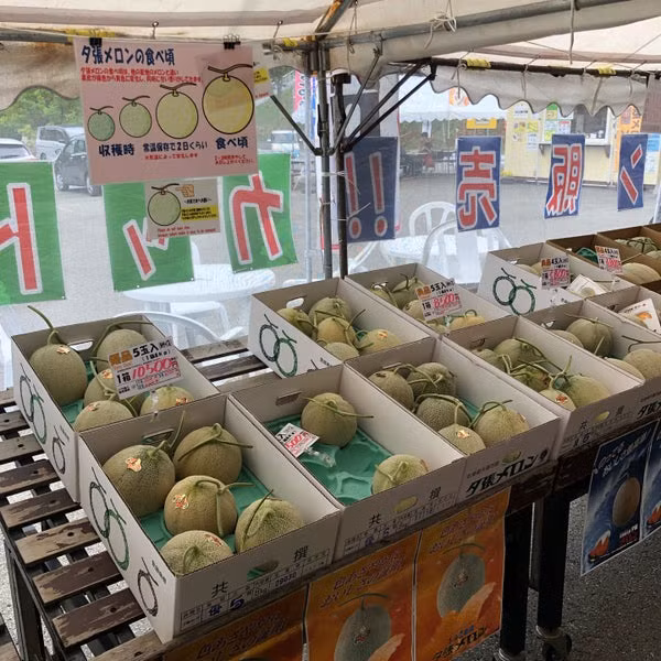 Dù tiêu thụ trong nước hay xuất khẩu, dưa lưới Nhật Bản đều được vận chuyển bằng đường hàng không để đảm bảo đến tay người tiêu dùng trong vòng 2-3 ngày sau thu hoạch. Ảnh: Japantimes