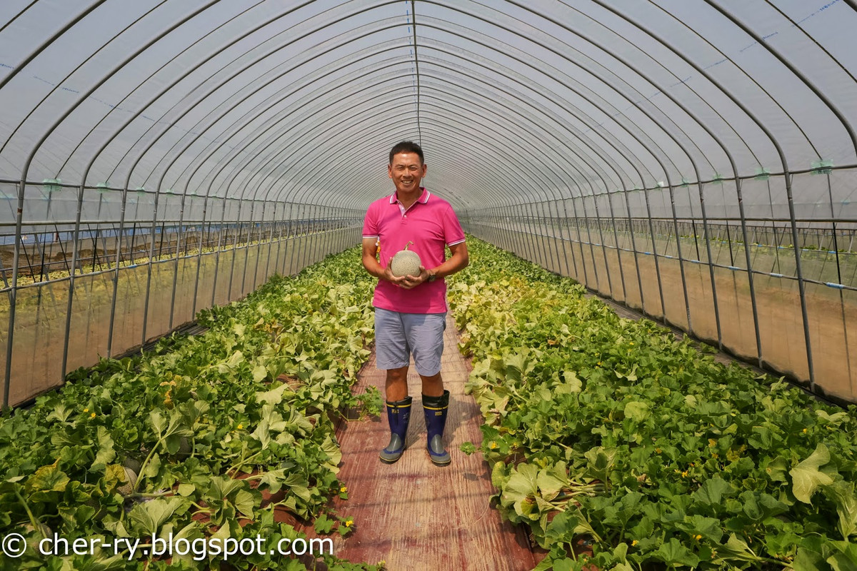 Mỗi quả dưa cần 100 ngày để phát triền. Những luống dưa có thể di chuyển cho phép nông dân kiểm soát lượng nước phù hợp, điều hòa không khí, đảm bảo nhiệt độ không đổi quanh năm. Ảnh: Blogspot.