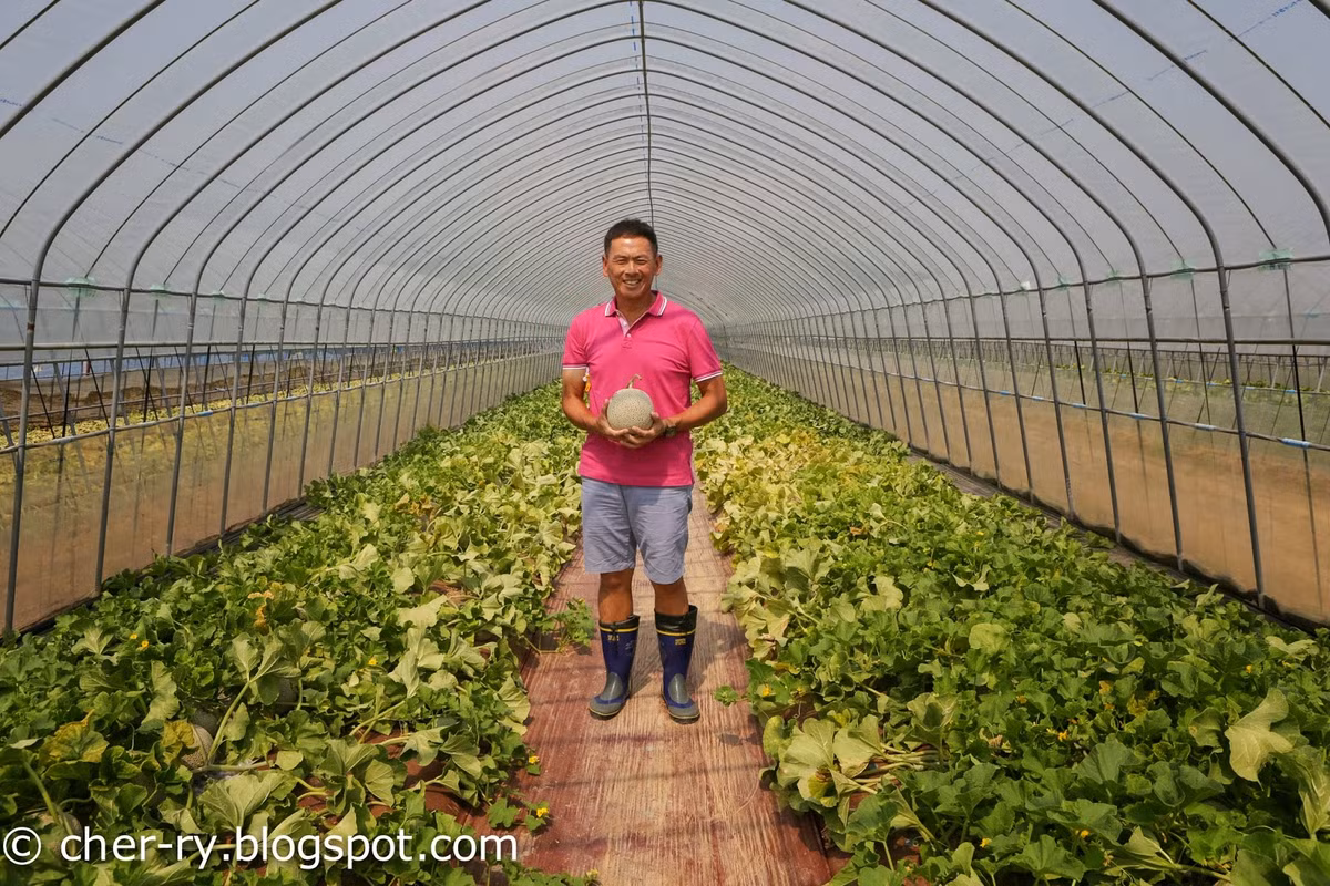 Mỗi quả dưa cần 100 ngày để phát triền. Những luống dưa có thể di chuyển cho phép nông dân kiểm soát lượng nước phù hợp, điều hòa không khí, đảm bảo nhiệt độ không đổi quanh năm. Ảnh: Blogspot.