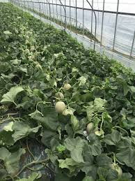 Dưa lưới Yubari được trồng hoàn toàn trong nhà kính đảm bảo ánh sáng và nhiệt độ. Ảnh: Facebook.