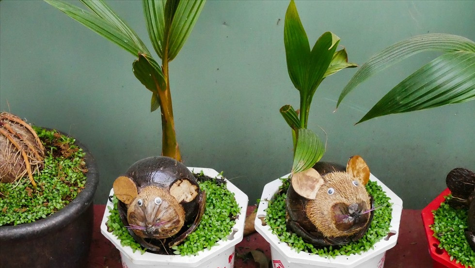 Bonsai dừa hình chuột cũng đang được bán trên thị trường với giá từ 600.000 - 3 triệu đồng/cây. Ảnh: Lao động.