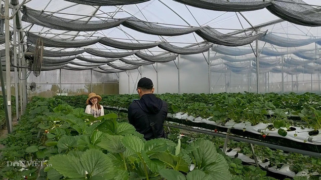 Thêm nữa, dâu Bạch Tuyết còn được trồng trên giá thể xơ dừa đã qua xử lý vi khuẩn. Ảnh: Dân Việt.