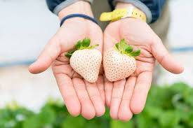 Dù là giống dâu ngoại nhập về Đà Lạt nhưng chất lượng và mẫu mã dâu Bạch Tuyết không thua kém gì ở Nhật Bản. Ảnh: Foody.