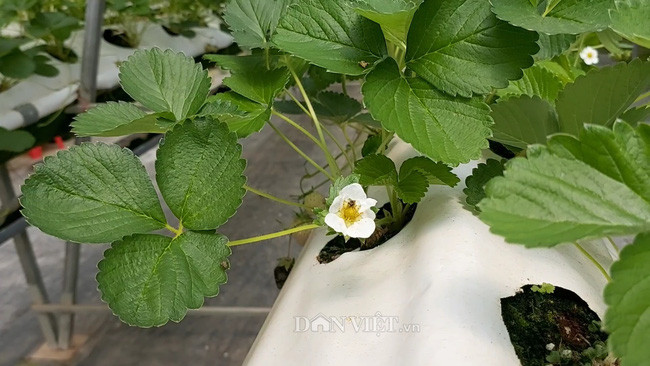 Giống dâu tây Bạch Tuyết trồng tại Đà Lạt được xách tay về từ Nhật Bản. Ảnh: Dân Việt.