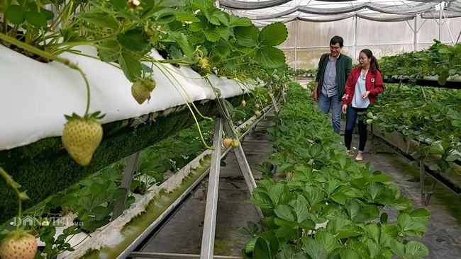 Toàn bộ dâu tây Bạch Tuyết đều được trồng trong nhà kính, ứng dụng công nghệ tưới nhỏ giọt, đáp ứng mọi tiêu chuẩn về an toàn sinh học. Ảnh: Dân Việt.