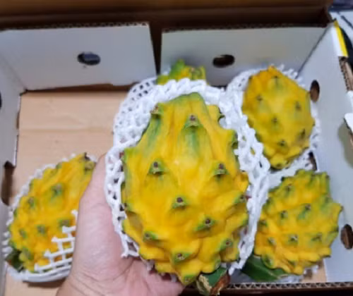 Theo chị Ngọc, thanh long vàng là loại quả ưa thích của giới nhà giàu Ecuador nên số lượng về Việt Nam rất hạn chế. Tất cả đều là hàng xách tay. Ảnh: Shopee.