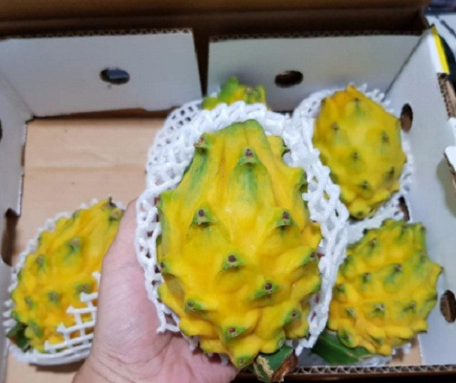 Theo chị Ngọc, thanh long vàng là loại quả ưa thích của giới nhà giàu Ecuador nên số lượng về Việt Nam rất hạn chế. Tất cả đều là hàng xách tay. Ảnh: Shopee.