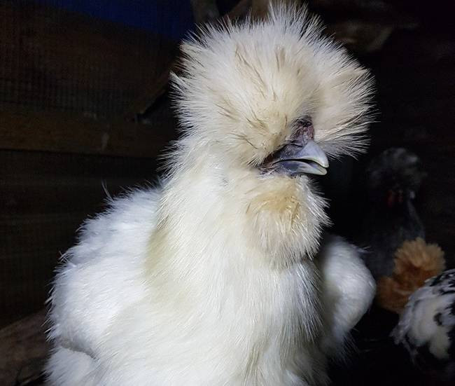 Ở Anh, có những con gà mái nặng 1,36kg, còn con trống nặng 1,8kg. Còn gà con nặng 500-600g tùy gà trống hay mái.