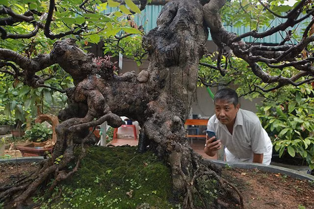 Cây cao khoảng 2m, tán rộng gần 3m, thân dài khoảng 60cm. Ảnh: Dân Việt.