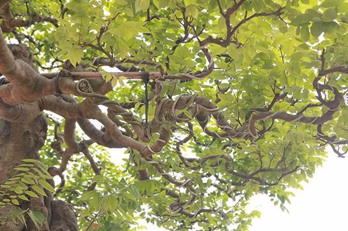 Phải mất nhiều năm và dựa vào kinh nghiệm trong nghề, ông Quang mới tạo ra được tay cành mềm mại như thế này. Ảnh: Dân Việt.