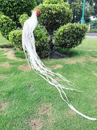 Điểm nổi bật của giống gà này là cái đuôi rất dài và phần trăm lông phụng, lông măng cũng như lông mã phát triển suốt đời.