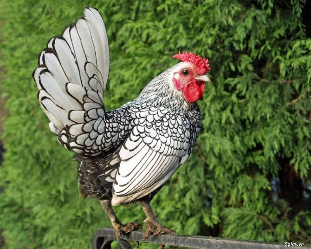 Đối với những con gà có màu lông đẹp, độc lạ có thể trả giá cao gấp cả chục lần.