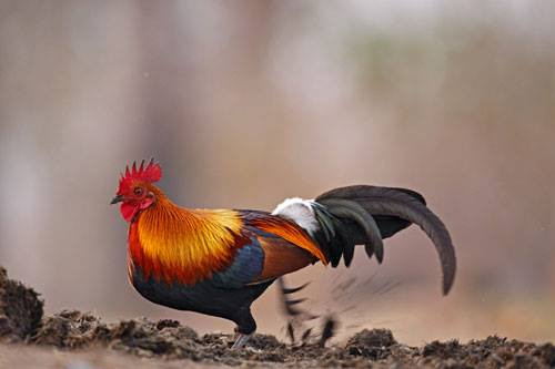 Phổ biến nhất trong các loại gà rừng đang được nuôi làm cảnh nước ta là gà đỏ tai trắng với màu lông sặc sỡ, cựa nhọn, dáng thon.