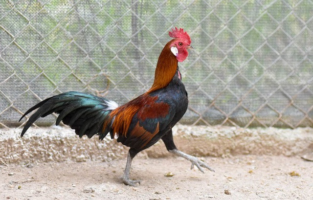 Con đực khi trưởng thành có sải cánh dài 20-25cm, màu lông đỏ tía, nặng từ 1 đến 1,5kg, trong khi con cái chỉ có màu lông nâu xỉn và kích thước nhỏ bé hơn. Một con gà rừng tai trắng thuần chủng giá từ 700 - 1 triệu đồng/kg.