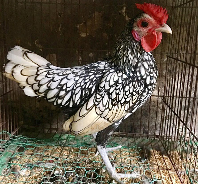 Những con gà trống đẹp giá động từ 700 – 1 triệu đồng/ kg song vẫn được nhiều người lùng mua. Nguồn ảnh: Internet.