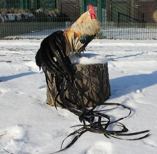 Tại Việt Nam, gà đuôi dài Onagadori là thú chơi khá phổ biến trong giới sinh vật cảnh. Gà giống Onagadori 1 tháng tuổi có giá từ 500 - 1 triệu đồng/con, tùy loại.