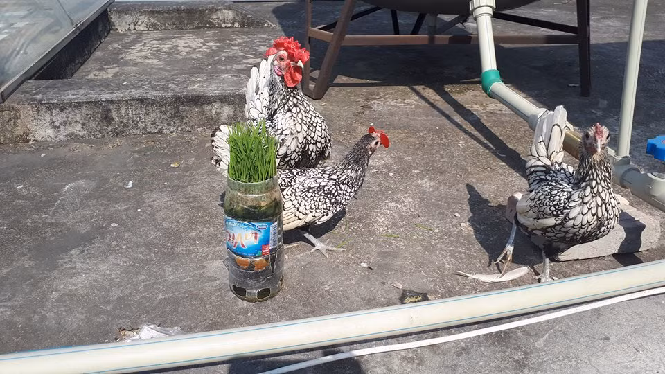 Gà vảy cá có 3 màu là màu trắng trắng viền đen, màu vàng đồng viền đen và màu vàng nhạt viền trắng và được mệnh danh là “mỹ kê”.