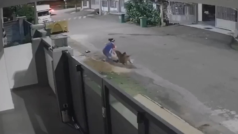 Lái ô tô đuổi chó dữ đang tấn công 1 phụ nữ.