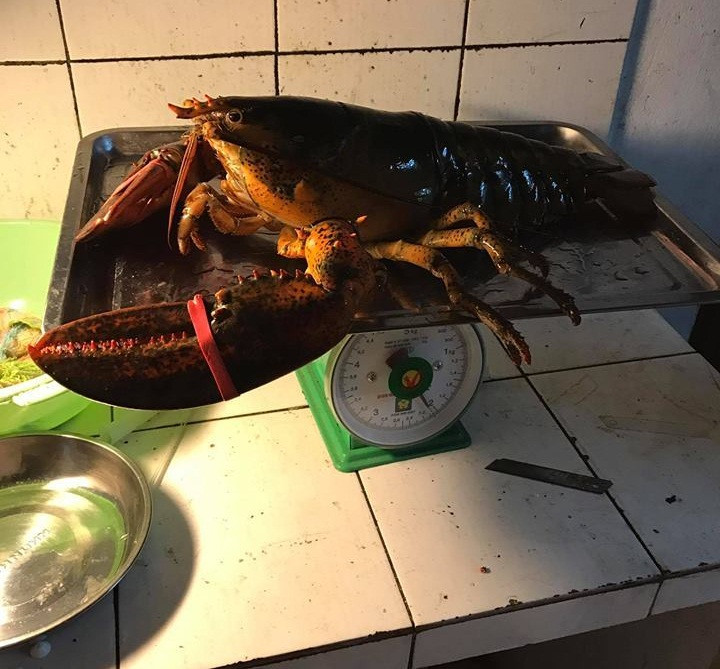 Để mua được tôm hùm Canada tươi ngon, nhiều khách hàng phải đặt trước đơn hàng. Thậm chí, một đại gia ở Hà Nội đợi hẳn 1 tháng để lấy được con tôm nặng 7kg làm quà cho nhà vợ bất chấp giá có thể lên đến gần chục triệu đồng/con. Ảnh: Vietnamnet.