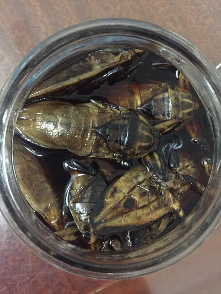 Theo cô Bình, cà cuống ngâm mắm có vị cay, thơm rất đặc biệt. Cà cuống sau khi rửa sạch cho lên bếp nướng, cắt nhỏ, cho vào ngâm mắm là có thể dùng được. Ảnh: Giaviviet.