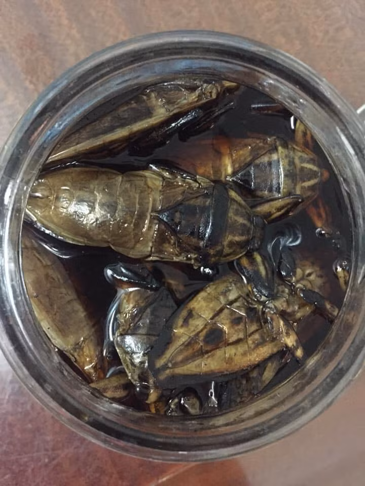 Theo cô Bình, cà cuống ngâm mắm có vị cay, thơm rất đặc biệt. Cà cuống sau khi rửa sạch cho lên bếp nướng, cắt nhỏ, cho vào ngâm mắm là có thể dùng được. Ảnh: Giaviviet.