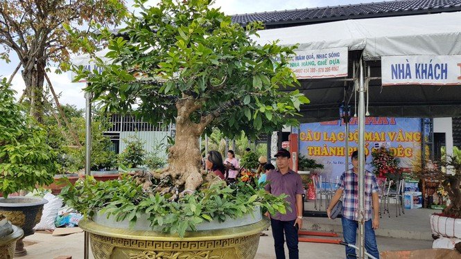 Hiện cây mai dát vàng của anh Đông được xem độc nhất vô nhị ở miền Tây. Ảnh: Tiền phong. Video: Độc: Cây bưởi diễn bonsai cổ thụ trăm triệu. Nguồn: VTC1