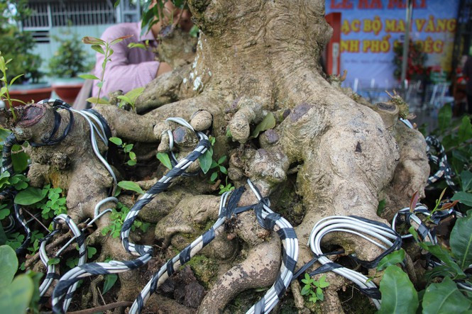 Phần gốc của cây mai có rất nhiều u cục lớn. Ảnh: Tiền phong.