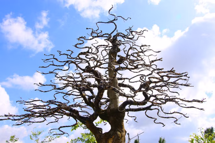 Một thời gian sau, ông Đông thuê nghệ nhân tạo hình độc đáo cho cây mai. Ảnh: Người lao động.