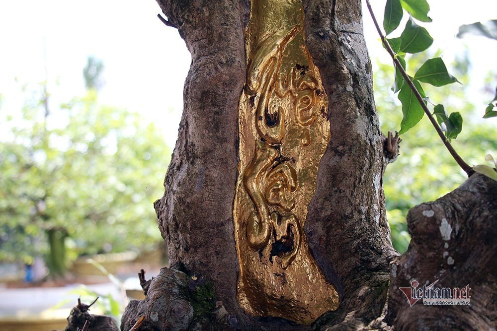 Chia sẻ về ý nghĩ dát vàng lên cây mai táo bạo này, ông Đông cho biết, cách đây 1 năm, gốc mai bị “tật” nên ông quyết định thuê người từ TP. HCM xuống dát 9 chỉ vàng SJC lên, trong đó nổi bật là hai chữ “Tuệ - Sâm (là tên cha mẹ ông Đông). Ảnh: Vietnamnet.