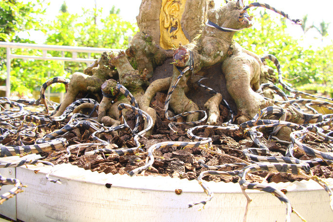 Ông Đông cho biết, nhánh của mai vàng này chưa qua bàn tay sửa chữa của con người, đặc biệt vị trí chỗ thân cây mai dát vàng là để tự nhiên, không hề đục đẽo. Ảnh: Người lao động.