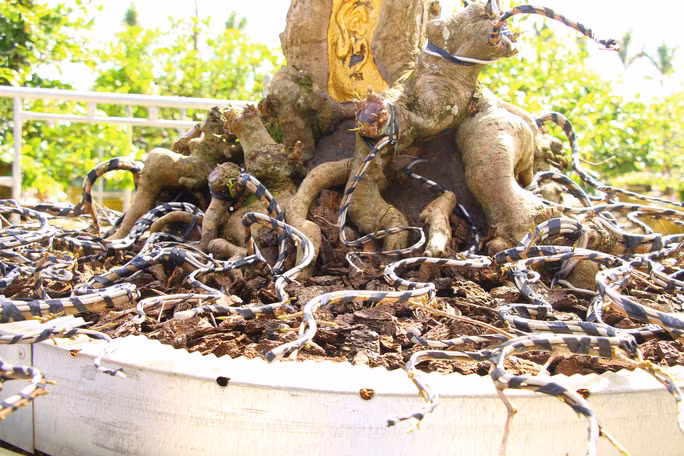 Ông Đông cho biết, nhánh của mai vàng này chưa qua bàn tay sửa chữa của con người, đặc biệt vị trí chỗ thân cây mai dát vàng là để tự nhiên, không hề đục đẽo. Ảnh: Người lao động.