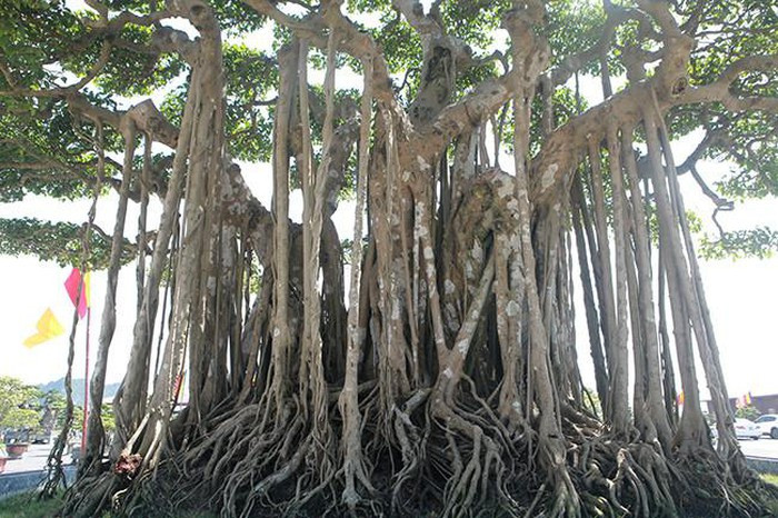 Ngoài lan, những cây sanh "khủng" cũng được đại gia Việt đặc biệt quan tâm. Cây sanh có tên “Dáng làng” hay “Quần long hội tụ” từng được bán với giá 12 tỷ đồng. Ảnh: Dân Việt.