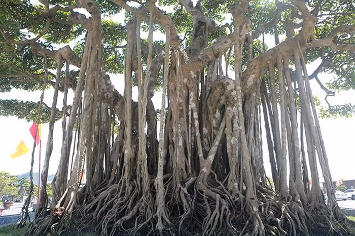 Ngoài lan, những cây sanh "khủng" cũng được đại gia Việt đặc biệt quan tâm. Cây sanh có tên “Dáng làng” hay “Quần long hội tụ” từng được bán với giá 12 tỷ đồng. Ảnh: Dân Việt.