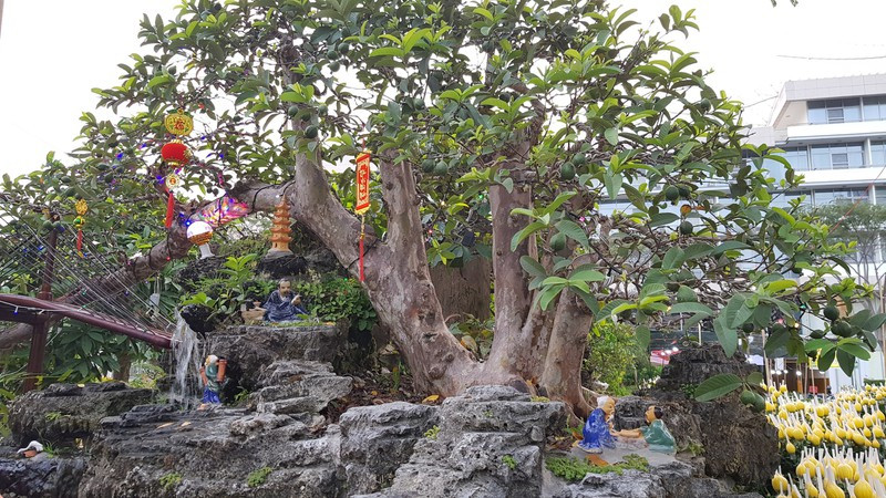 Cây ổi có hai thân, thân non màu xanh, thân già nâu xám có lớp vỏ mỏng trơn nhẵn bong ra thành từng mảng. Ảnh: NDH.