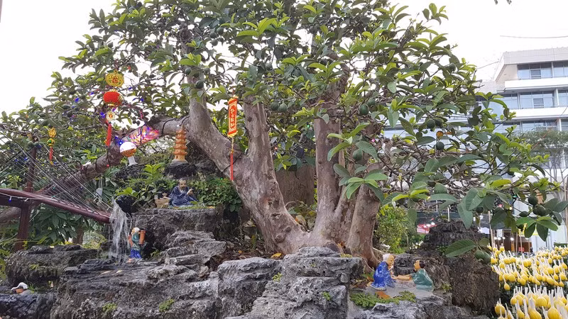 Cây ổi có hai thân, thân non màu xanh, thân già nâu xám có lớp vỏ mỏng trơn nhẵn bong ra thành từng mảng. Ảnh: NDH.