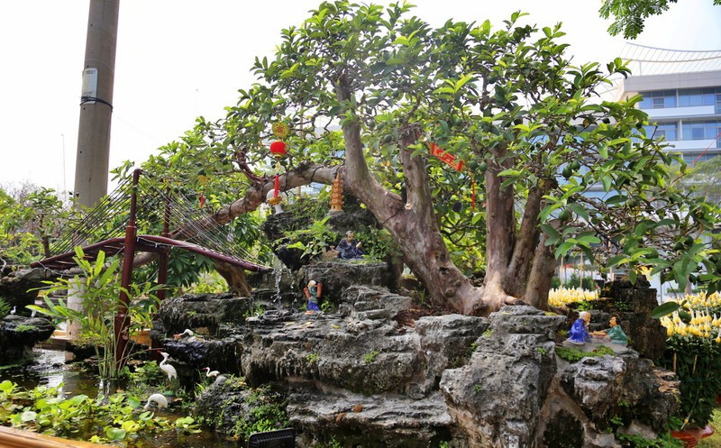 Với tư thế độc đáo, đẹp mắt, không khó hiểu khi gốc ổi bonsai tạo thế "qua cầu" thuộc loại độc nhất vô nhị này được định giá lên tới 1,2 tỷ đồng. Ảnh: Báo phụ nữ.