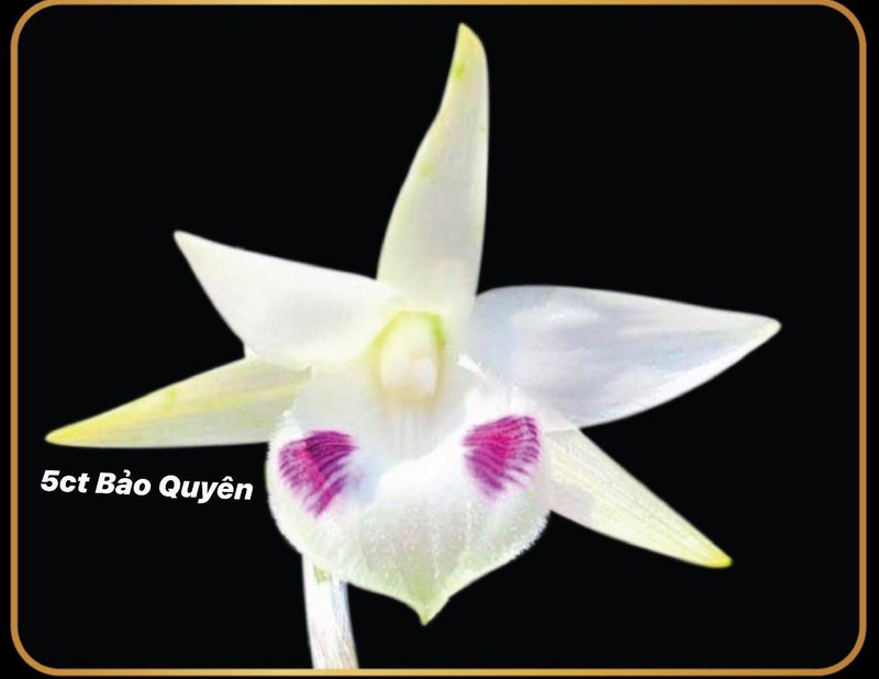 Do đó, nhiều đại gia phải chi tới vài tỷ đồng để sở hữu cây lan đột biến này. Ảnh: Plo.