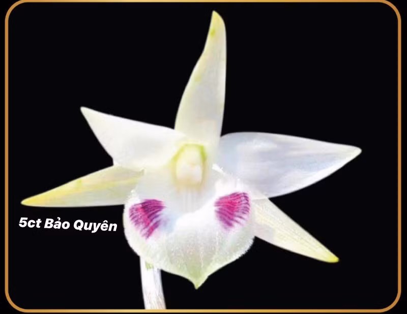 Do đó, nhiều đại gia phải chi tới vài tỷ đồng để sở hữu cây lan đột biến này. Ảnh: Plo.