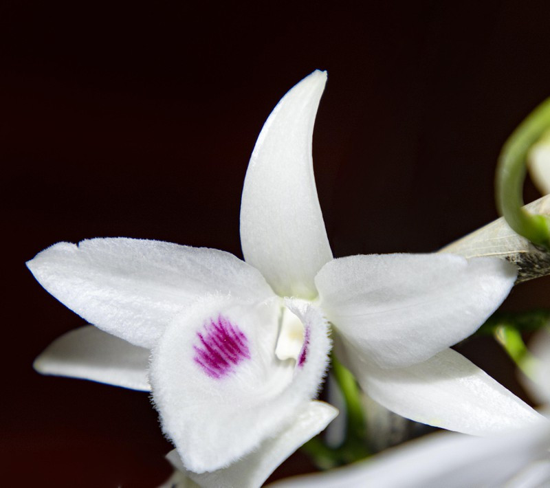 Trung bình giá dao động trong khoảng từ 2-3 triệu đồng/cm, thậm chí có cây lên tới 5 triệu đồng/cm. Ảnh: Plo.