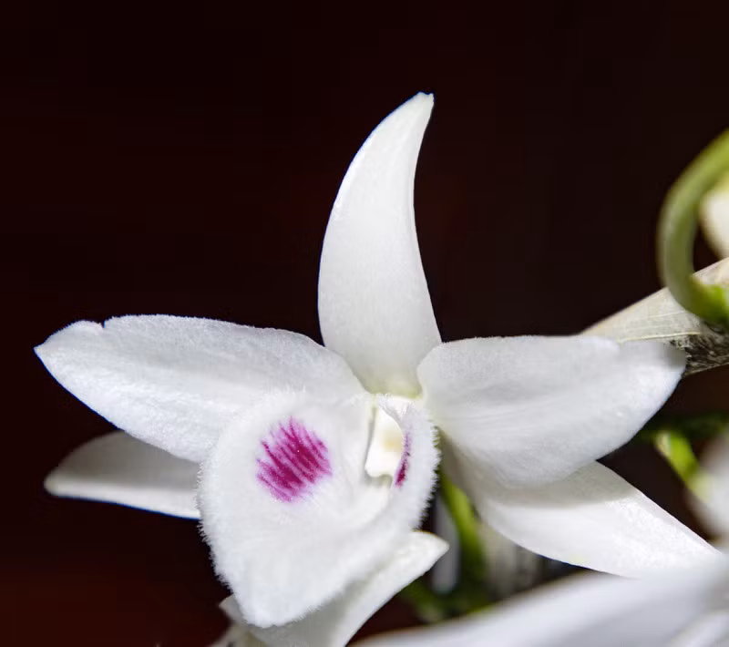 Trung bình giá dao động trong khoảng từ 2-3 triệu đồng/cm, thậm chí có cây lên tới 5 triệu đồng/cm. Ảnh: Plo.