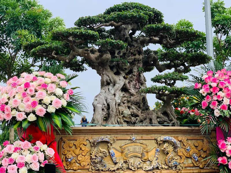 Sự kiện này gây chấn động cả làng cây cảnh Việt Nam. Bởi chỉ 4 tháng trước đó, cây sanh Tiên lão giáng trần được ông Nguyễn Văn Chí mua lại của ông Dương Mười với giá 16 tỷ đồng. Ảnh: Baodatviet.